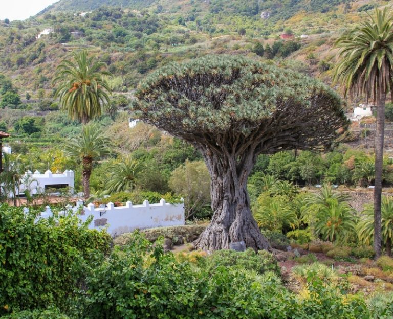 Drago milenario, Icod de los vinos, Tenerife con niños